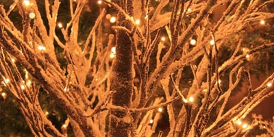 Christmas Lights Bushes