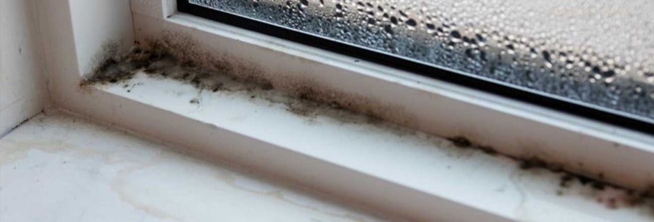 Mold and Mildew Old Windows